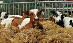 Организация полноценного кормления коров и молодняка. Освоение программы «Кормовые рационы»