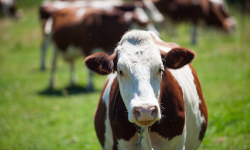 Современные технологии кормления молочного скота