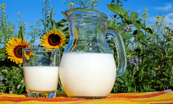 Эффективное управление производством и качеством молока на основе принципов ХАССП