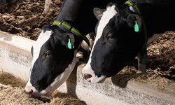 Технология искусственного осеменения крупного рогатого скота