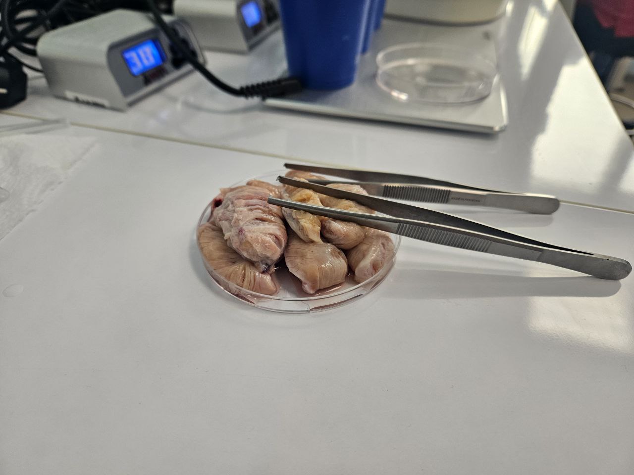 «Вспомогательные репродуктивные технологии в животноводстве. Получение эмбрионов in vitro, эмбриологические аспекты»