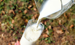 Качество молока. Управление производством молока в хозяйстве.