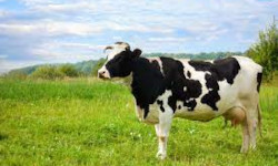 Первый в стране селекционно-генетический центр для молочного животноводства начнут строить на Кубани в 2022 году