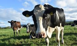 Современные информационные технологии при организации кормления крупного рогатого скота с целью повышения экономической эффективности производства молока