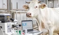 Трансвагинальная аспирация фолликулов (OPU)